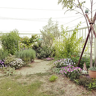 庭 オオデマリのインテリア実例 Roomclip ルームクリップ