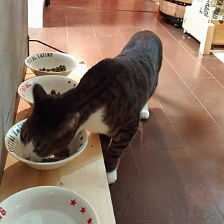 猫のごはん台のインテリア実例 Roomclip ルームクリップ