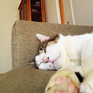 ネコ ボロボロのインテリア実例 ｜ RoomClip（ルームクリップ）