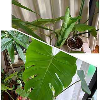 植物/雑貨/ナチュラルインテリア/買ったもの/雑貨大好き♡...などのインテリア実例 - 2019-07-09 21:01:38