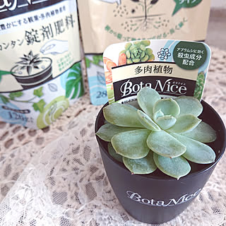 ラズベリーアイス Botaniceのインテリア実例 Roomclip ルームクリップ ラズベリーアイス Botaniceのインテリア実例 Roomclip ルームクリップ