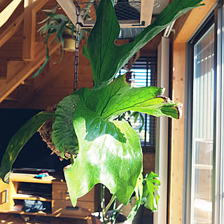 観葉植物 ビカクシダ グランデのインテリア実例 Roomclip ルームクリップ