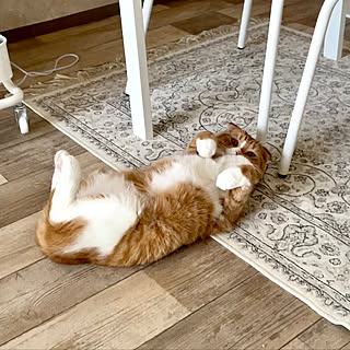 靴下猫のインテリア実例 Roomclip ルームクリップ