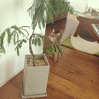 猫と同居♡/unico/ELD products/アビシニアン/ねこ部...などのインテリア実例 - 2017-06-08 21:37:18