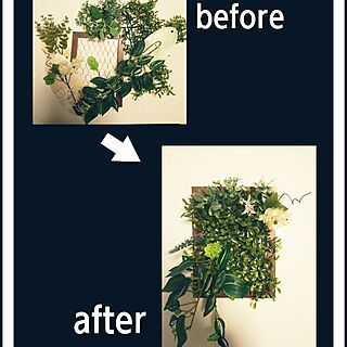 100均 壁にかけられる観葉植物のインテリア実例 Roomclip ルームクリップ