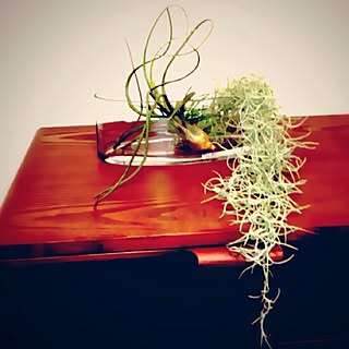 リビング/エアープランツ/チランジアのインテリア実例 - 2013-09-27 23:08:47