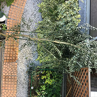 玄関/入り口/シンボルツリーはオリーブ/10月30日/カメラマーク消し☆/植物のある暮らし...などのインテリア実例 - 2017-10-30 15:25:13