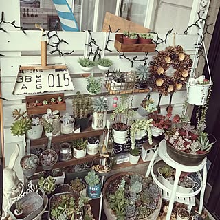玄関/入り口/多肉植物/いいね&フォローありがとうございます☆/インスタID→emilyemily16/DIY...などのインテリア実例 - 2017-06-07 08:09:16