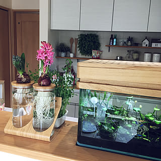 アクアキャノピー/キッチン雑貨/シェルフ/豆苗栽培/DIY...などのインテリア実例 - 2020-02-23 12:22:37
