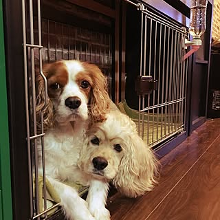 アメリカンコッカースパニエル 犬ケージのインテリア実例 Roomclip ルームクリップ