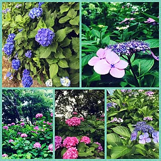 壁/天井/100均めぐり/紫陽花苑へ♡/紫陽花/いつもいいねやコメありがとうございます♡...などのインテリア実例 - 2016-06-20 18:03:11