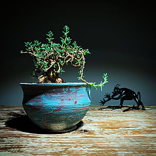 安西桂/悪魔タン/トリコディアデマ・デンサム/一人暮らし/塊根植物...などのインテリア実例 - 2020-01-23 23:08:22