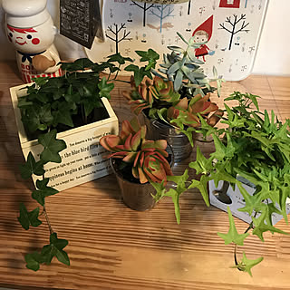 キッチン/観葉植物/多肉植物&シュガーパイン✧︎*。のインテリア実例 - 2018-02-02 21:05:40