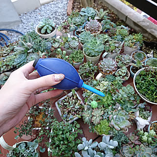 セダム 水やりのインテリア実例 Roomclip ルームクリップ