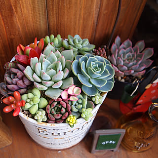 部屋全体/いいね!ありがとうございます♪/多肉植物/フォロワー様に感謝です !/自己満足( ̄^ ̄)ゞ...などのインテリア実例 - 2018-12-12 12:52:26