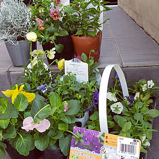 バス/トイレ/パンジー♡/ビオラの季節/いいね&フォローありがとうございます☆/小さいお家...などのインテリア実例 - 2019-10-26 23:55:50