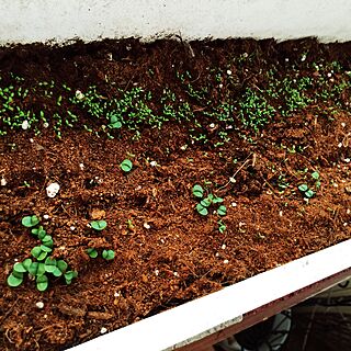 カモミール プランター栽培のインテリア実例 Roomclip ルームクリップ