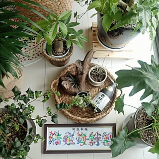 グリーン/グリーンのある暮らし/NO GREEN NO LIFE/観葉植物/ニトリ...などのインテリア実例 - 2015-08-15 16:22:22