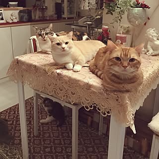 部屋全体/短足マンチカン/癒されてもらえてますか?/ゆっくりな暮らし/皆さんのいいね励みになります☺︎のインテリア実例 - 2017-07-12 20:29:37
