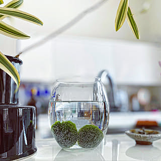 毬藻のインテリア実例 Roomclip ルームクリップ