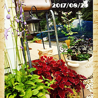 玄関/入り口/RCの出会いに感謝♡/いつもいいねやコメありがとうございます♡/皆さまに感謝/NO GREEN NO LIFE...などのインテリア実例 - 2017-08-23 11:44:25