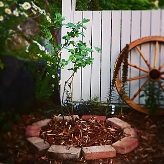 ピートモスのインテリア実例 Roomclip ルームクリップ