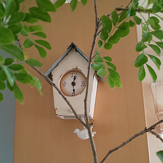 シマトネリコの枝のインテリア実例 Roomclip ルームクリップ