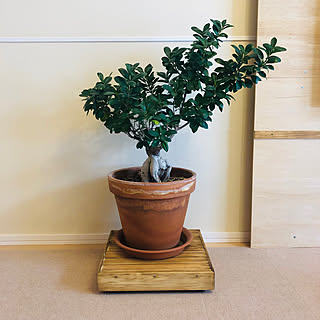 観葉植物 台車のインテリア実例 Roomclip ルームクリップ