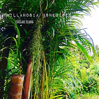 ベッド周り/チランジア・ウスネオイデス/庭/熱帯植物/観葉植物...などのインテリア実例 - 2016-08-26 13:43:37
