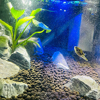 淡水魚 水槽のある暮らしのインテリア実例 Roomclip ルームクリップ