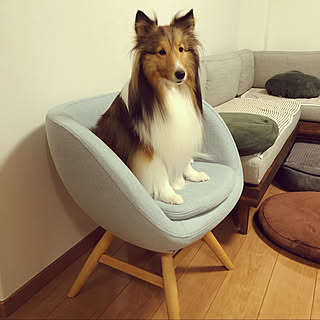 シェルティのインテリア実例 Roomclip ルームクリップ