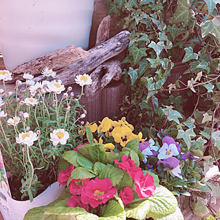 木のぬくもり/ガーデニング/玄関/入り口のインテリア実例 - 2020-02-24 13:29:35