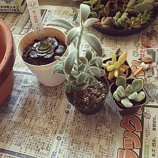 玄関/入り口/真っ黒法師/日替わり投稿企画!月曜日/買ったもの/寄せ植え初心者...などのインテリア実例 - 2017-06-19 19:00:04