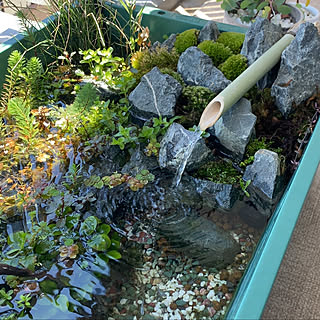 ビオトープ メダカのインテリア実例 Roomclip ルームクリップ ビオトープ メダカのインテリア実例 Roomclip ルームクリップ