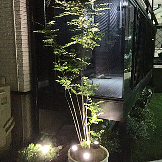 玄関 入り口 シマトネリコの鉢植えのインテリア実例 Roomclip ルームクリップ