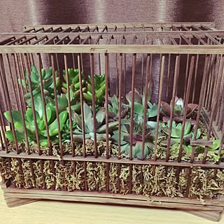 鳥かごの多肉植物のインテリア実例 Roomclip ルームクリップ