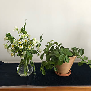 スナップエンドウのお花のインテリア実例 Roomclip ルームクリップ スナップエンドウのお花のインテリア実例 Roomclip ルームクリップ