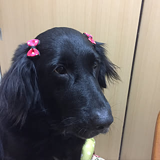 部屋全体/ワンコは家族♡/犬ばっかりでスミマセン/いいね!ありがとうございます♪/いいねと、フォローの押し逃げすみません!...などのインテリア実例 - 2018-10-31 20:02:57