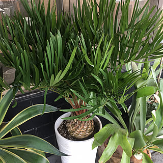 ザミア フロリダーナのインテリア実例 Roomclip ルームクリップ