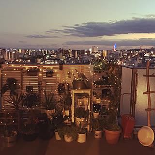 多肉植物 寒さ対策のインテリア実例 Roomclip ルームクリップ