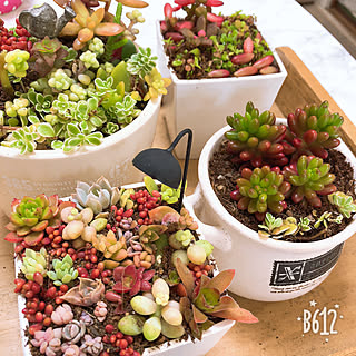 壁/天井/いいねありがとうございます!/放ったらかし植物/多肉植物寄せ植え/ダイソー...などのインテリア実例 - 2018-04-03 11:54:35