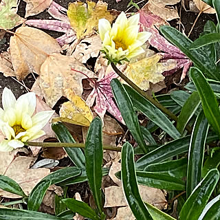 上着/歩く/花の写真/涼しい/寒い...などのインテリア実例 - 2019-12-09 17:47:38