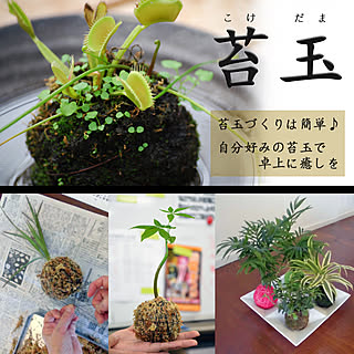 苔玉/観葉植物/こけ玉/コケ玉/和風/ガーデニング...などのインテリア実例 - 2017-08-15 18:09:28