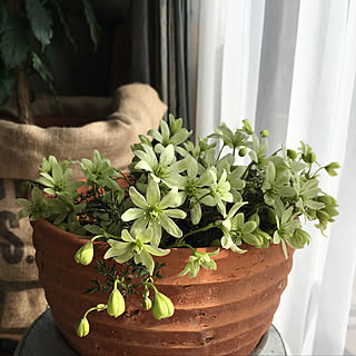 ベッド周り/2018.3.16☁️☂️/花のある暮らし/花が好き/みどりのある暮らし...などのインテリア実例 - 2018-03-16 11:50:47