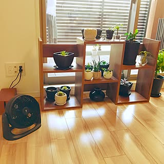 棚/洗濯物がうつってごめんなさい/モノトーン好き/多肉植物/グリーンのある暮らし/扇風機...などのインテリア実例 - 2017-07-17 17:27:31