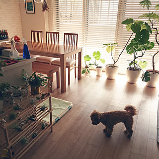 部屋全体/観葉植物/NO GREEN NO LIFE/わんこのいる暮らし/マルプー...などのインテリア実例 - 2018-03-11 10:09:08