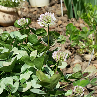 プリンセスクローバーのインテリア実例 Roomclip ルームクリップ