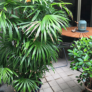 グリーンが好き♡/竹は強い/大事なツリーです/冬は室内で/観葉植物...などのインテリア実例 - 2022-07-14 11:30:41