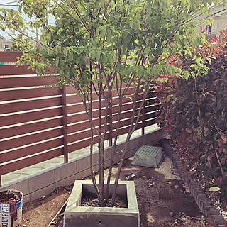 生垣のインテリア実例 Roomclip ルームクリップ