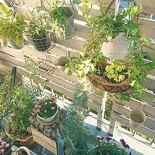 寄せ植え アイビーのおしゃれなアレンジ 飾り方のインテリア実例 Roomclip ルームクリップ